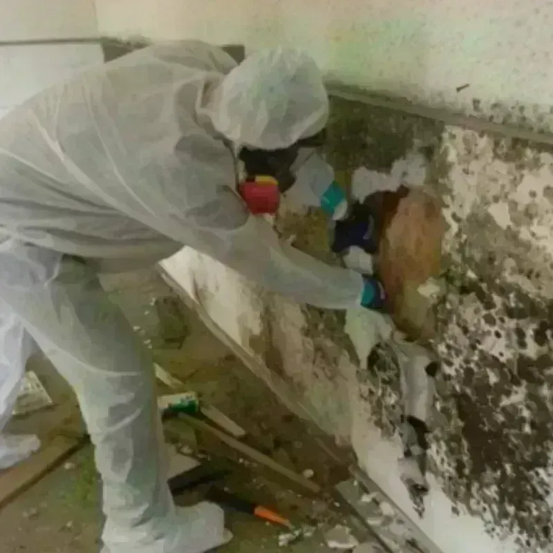 Mold Remediation and Removal in Ford Heights, IL